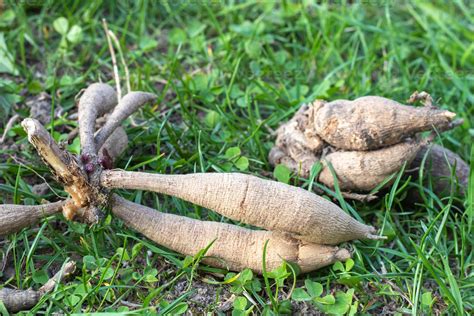 Image d'un tubercule de dahlia avec de jeunes pousses