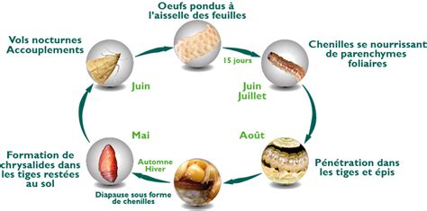 Cycle de vie de la pyrale du maïs