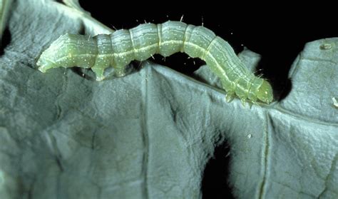 Arpenteuse du chou (Trichoplusia ni)