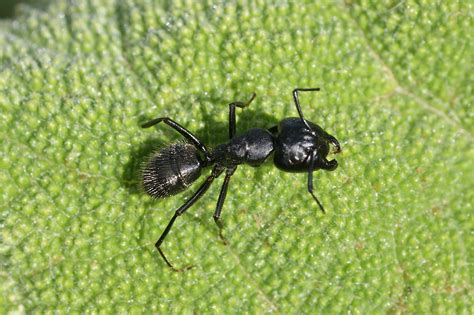 Fourmi charpentière noire