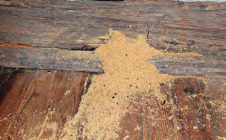 Sciure de bois laissée par les fourmis charpentières