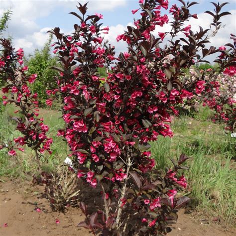 Vue d'ensemble d'un Weigelia à feuillage pourpre en pleine floraison