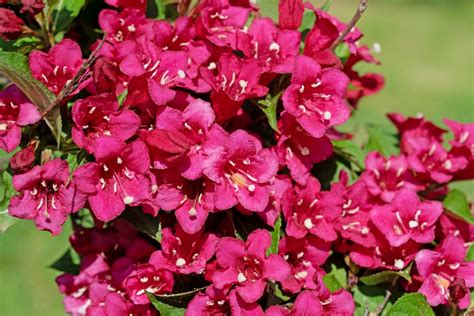 Illustration des différentes tailles de Weigelia à maturité