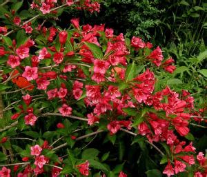 Schéma montrant le développement progressif d'un arbuste Weigelia au fil des saisons