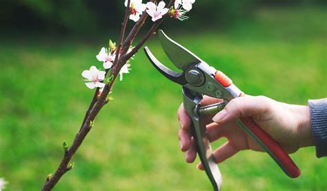 Infographie sur les périodes optimales de taille pour les arbustes à floraison printanière