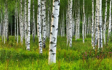 Arbre de bouleau en forêt au printemps