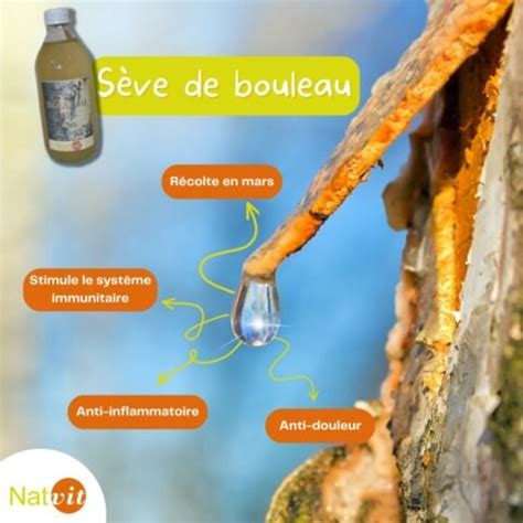 Infographie des bienfaits de la sève de bouleau