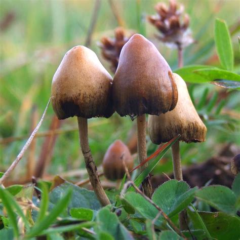 Champignon Psilocybe Semilanceata