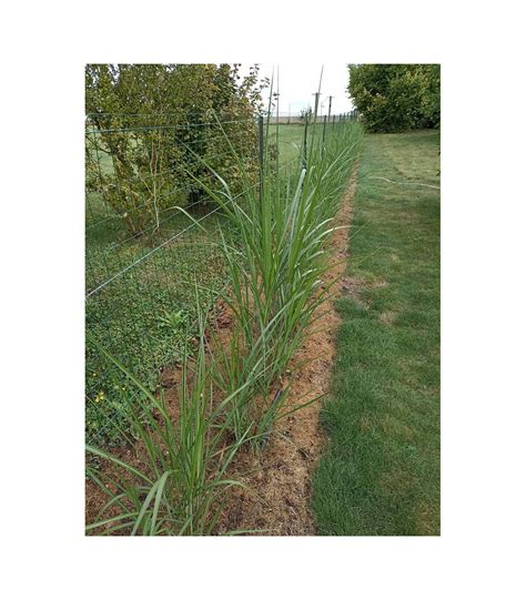 Planter des rhizomes de miscanthus