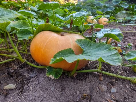 Plantes de courges anciennes