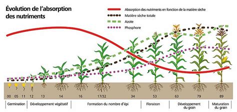 Tableau comparatif des besoins en nutriments durant la phase végétative et la phase de floraison du cannabis