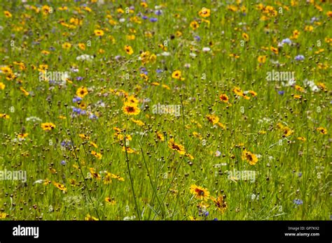 Champ de gazanias aux couleurs vives en plein soleil