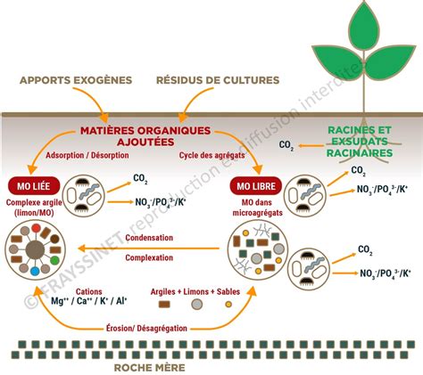 Infographie illustrant les sources d'engrais organiques et leurs bénéfices