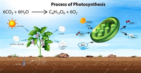 Schéma du processus de photosynthèse