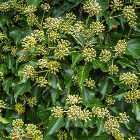 Fleurs de lierre en automne, entourées d'abeilles