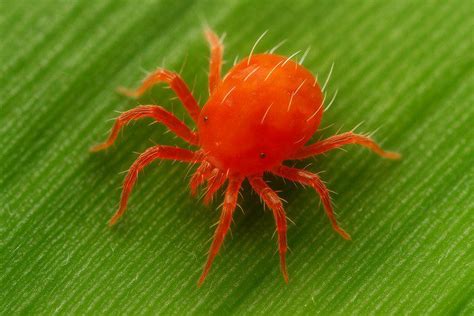 Araignée rouge sur une feuille de lierre