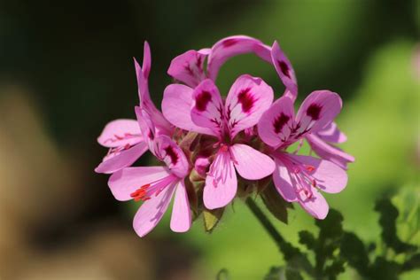 Plante de Géranium Rosat en fleur