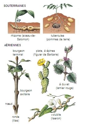Schéma illustrant différents types de plantes grimpantes (vrilles, tiges volubiles, crampons)
