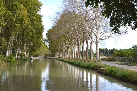 Le Canal du Midi et les platanes, un patrimoine menacé