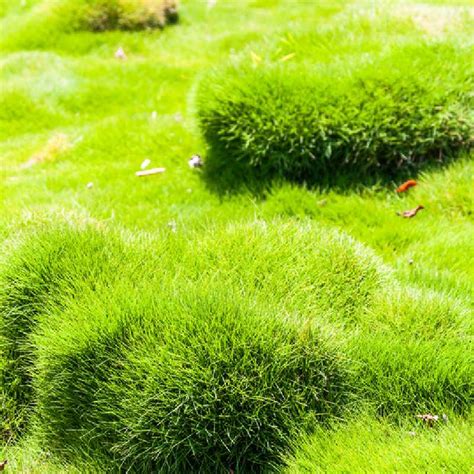 Diagramme comparatif des besoins en eau et en tonte entre Zoysia japonica et un gazon traditionnel