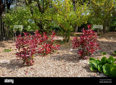 Photinia Red Robin dans un jardin paysager