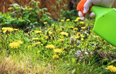 Pissenlits dans une pelouse verte