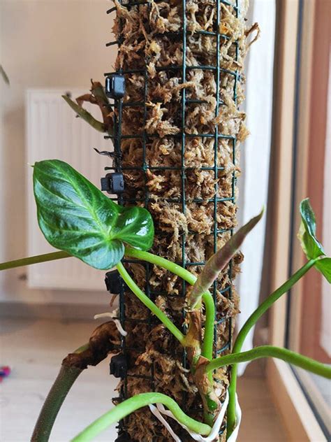 Monstera grimpant sur un tuteur en sphaigne