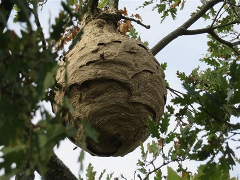 Nid de frelon asiatique suspendu à une branche