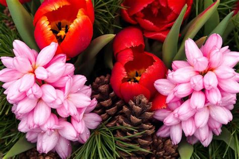 Tulipes et jacinthes en pleine floraison