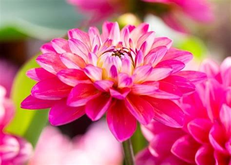 Variété de bulbes à floraison estivale : dahlias, cannas, glaïeuls