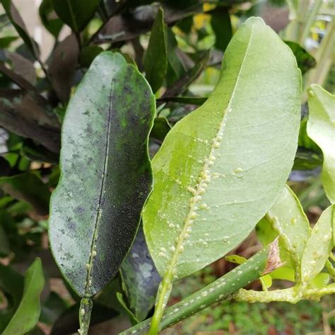 feuilles de citronnier infestées de pucerons et de fumagine