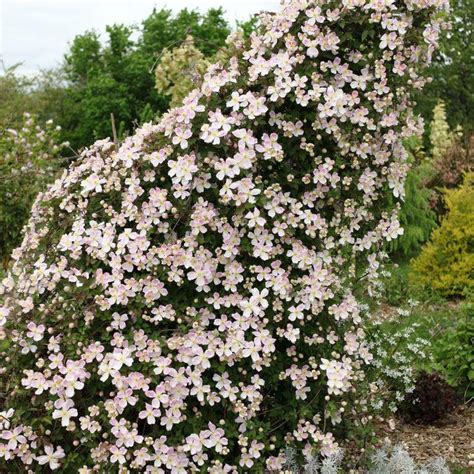 Clematis montana Giant Star en pleine floraison