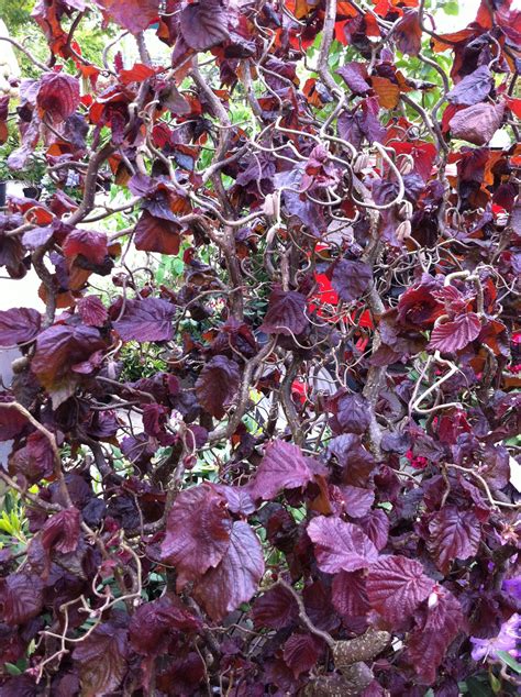 Feuillage pourpre des jeunes feuilles de Clematis montana