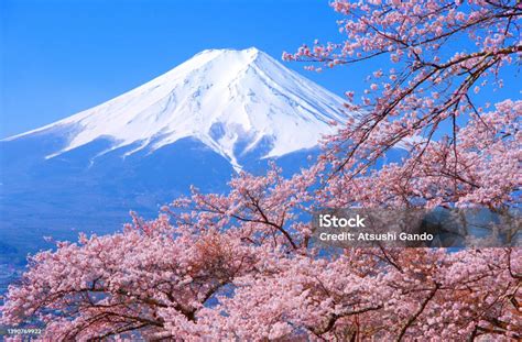 fleurs de prunier et mont Fuji