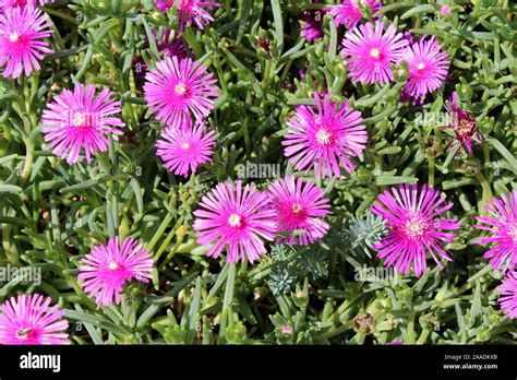 Tapis de Delosperma en fleurs