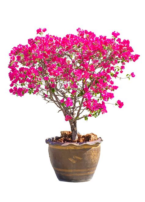 Arrosage d'un bougainvillier en pot