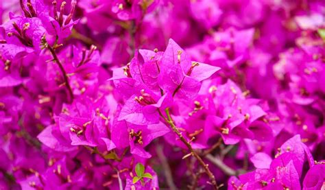 Gros plan sur les bractées colorées du Bougainvillier