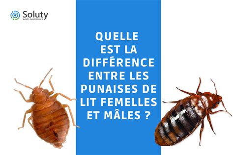 Illustration des différents types de dégâts causés par les punaises sur les noisettes