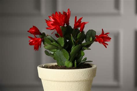 Cactus de Noël (Schlumbergera) en fleur