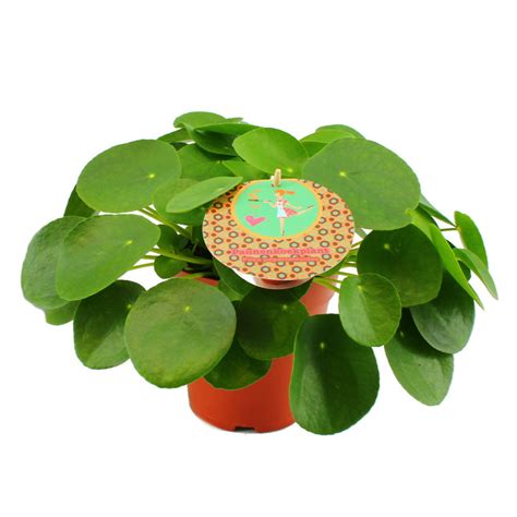 Plante à monnaie chinoise (Pilea peperomioides) dans un cache-pot élégant