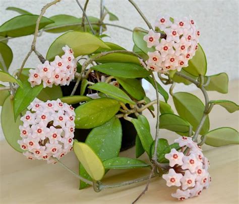 Fleur de porcelaine (Hoya) avec ses fleurs cireuses