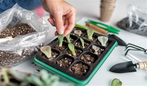 Gros plan sur une bouture de plante grasse enracinée
