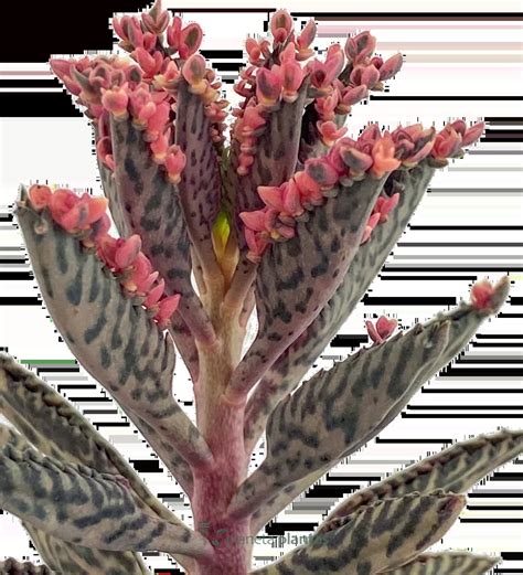 Infographie sur les soins du Kalanchoe daigremontiana (lumière, arrosage, substrat, température)