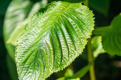 Gros plan sur les plantules (bébés plantes) situées sur le bord crénelé des feuilles de Kalanchoe daigremontiana