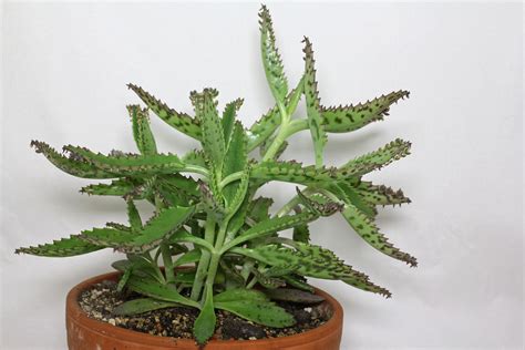 Image comparative des différentes variétés de Kalanchoe vivipares (K. daigremontiana vs K. delagoensis)
