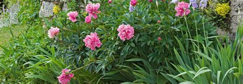 Schéma illustrant la profondeur de plantation idéale des pivoines