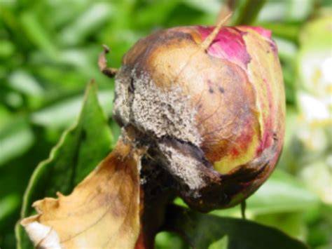 Observation des symptômes du botrytis sur les tiges de pivoine