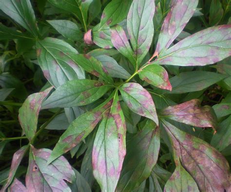 Schéma de diagnostic des problèmes courants sur le feuillage de pivoine