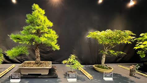 Schéma explicatif des étapes de soin d'un bonsaï au fil des saisons