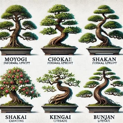 Infographie comparant les styles de bonsaï : du style droit formel au style en cascade